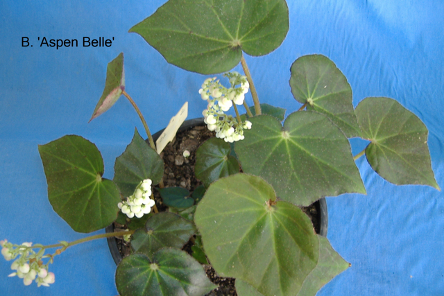 B. ‘Aspen Belle’
